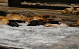 German Shepherd dogs for sale: German shepherd pups 3 boys 1 girl - Advert 7