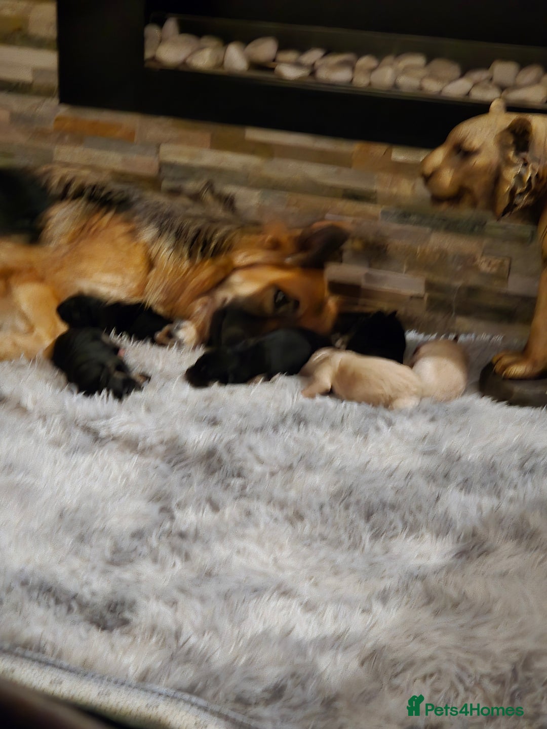 German Shepherd dogs for sale: German shepherd pups 3 boys 1 girl - Advert 7