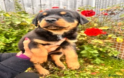 Rottweiler dogs for sale: 2 quality Rottweiler puppies  - Image 6