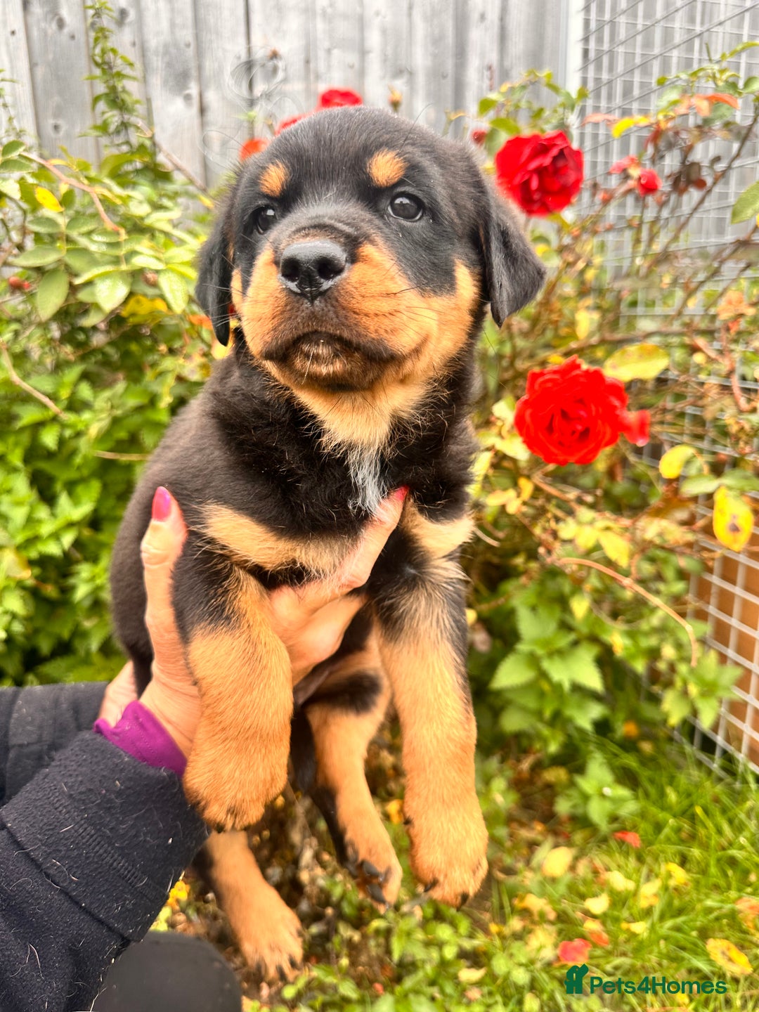 Rottweiler dogs for sale: 2 quality Rottweiler puppies  - Image 6