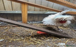 Chickens poultry for sale: Male Poland Frizzle  - Image 2