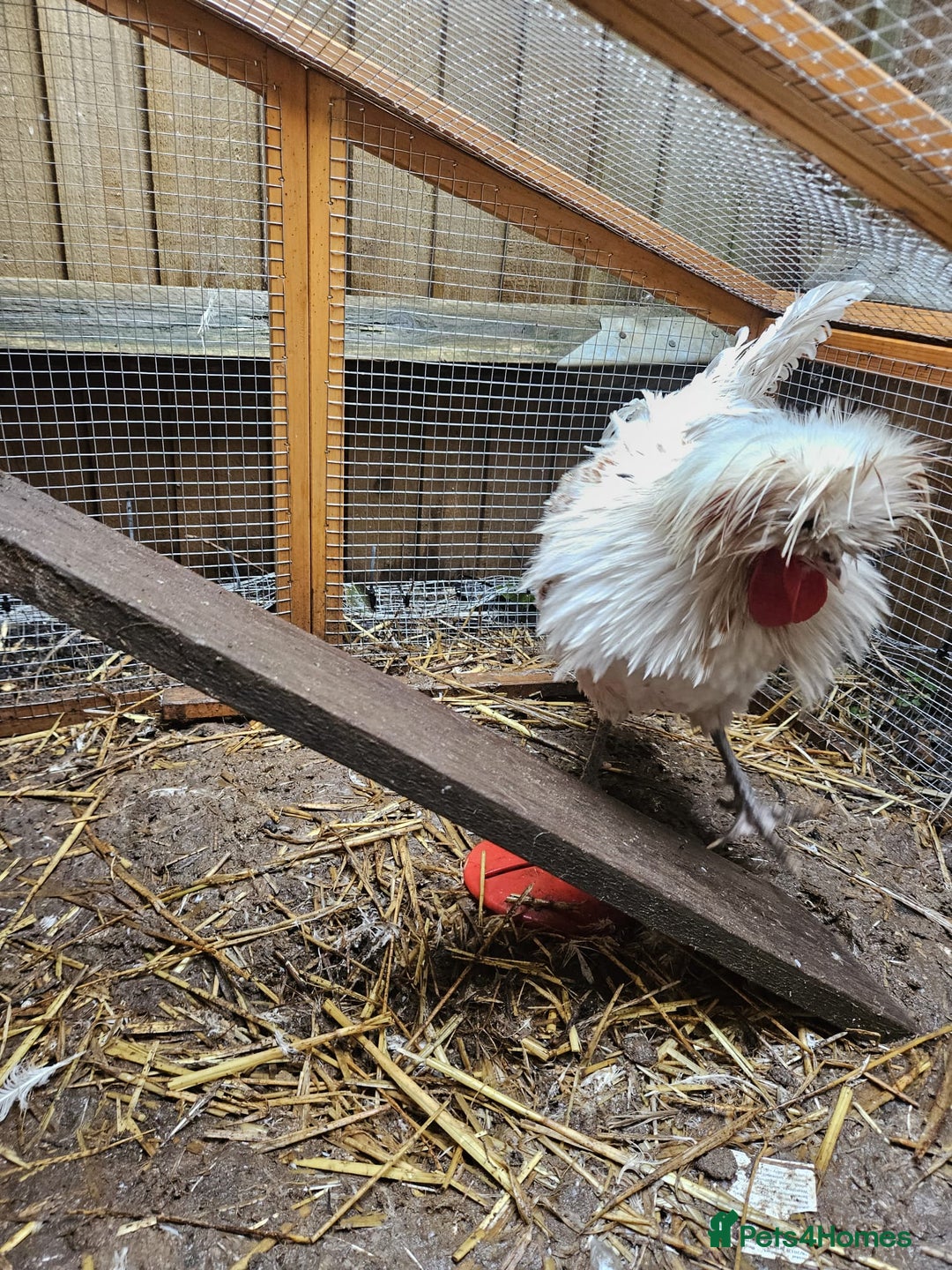 Chickens poultry for sale: Male Poland Frizzle  - Image 2