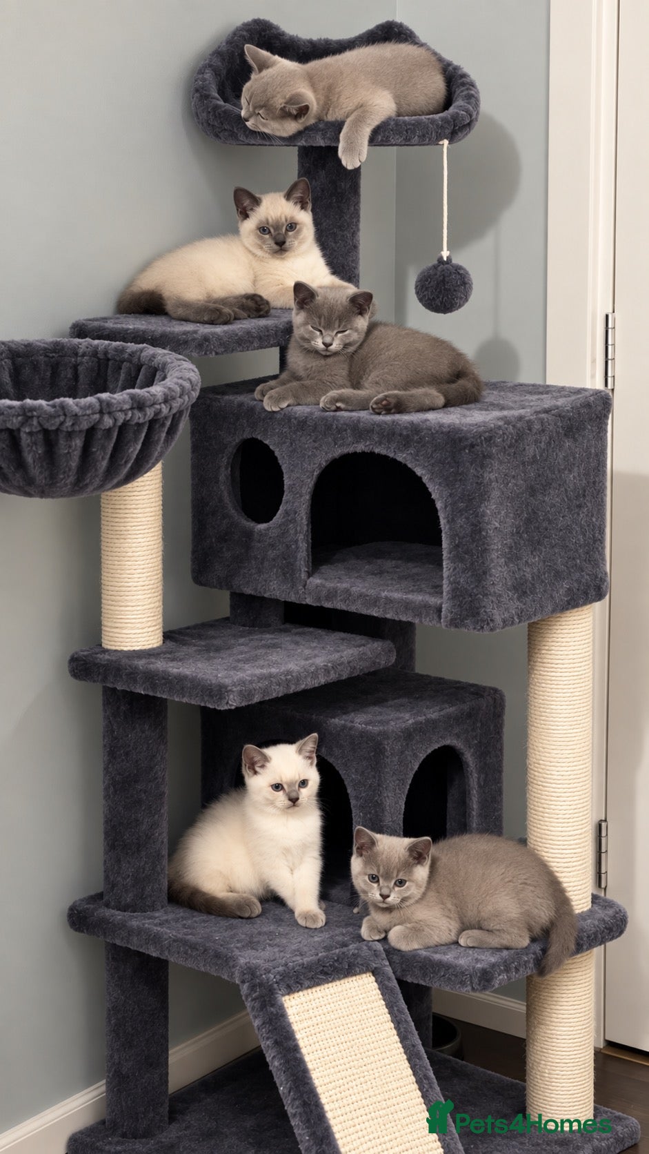 British Shorthair cats Stunning pedigree British shorthairs - Advert 17