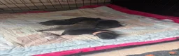 Staffordshire Bull Terrier dogs for sale: Staffordshire bull terrier puppies  - Advert 13