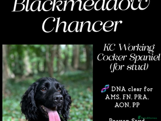 Cocker Spaniel dogs FOR STUD Working Cocker Spaniel - Advert 9