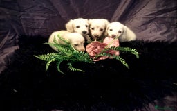 Miniature Dachshund dogs for sale: English Cream miniature dachshund  - Advert 27