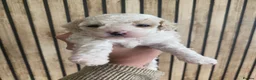 Poochon dogs for sale: F2 poochon puppies  - Advert 3