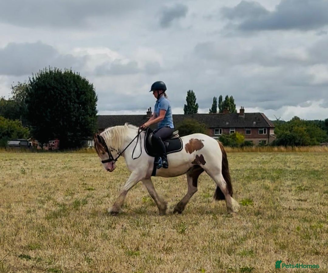 Irish Cob horses for sale: 14hh 4yo cob gelding  - Image 4