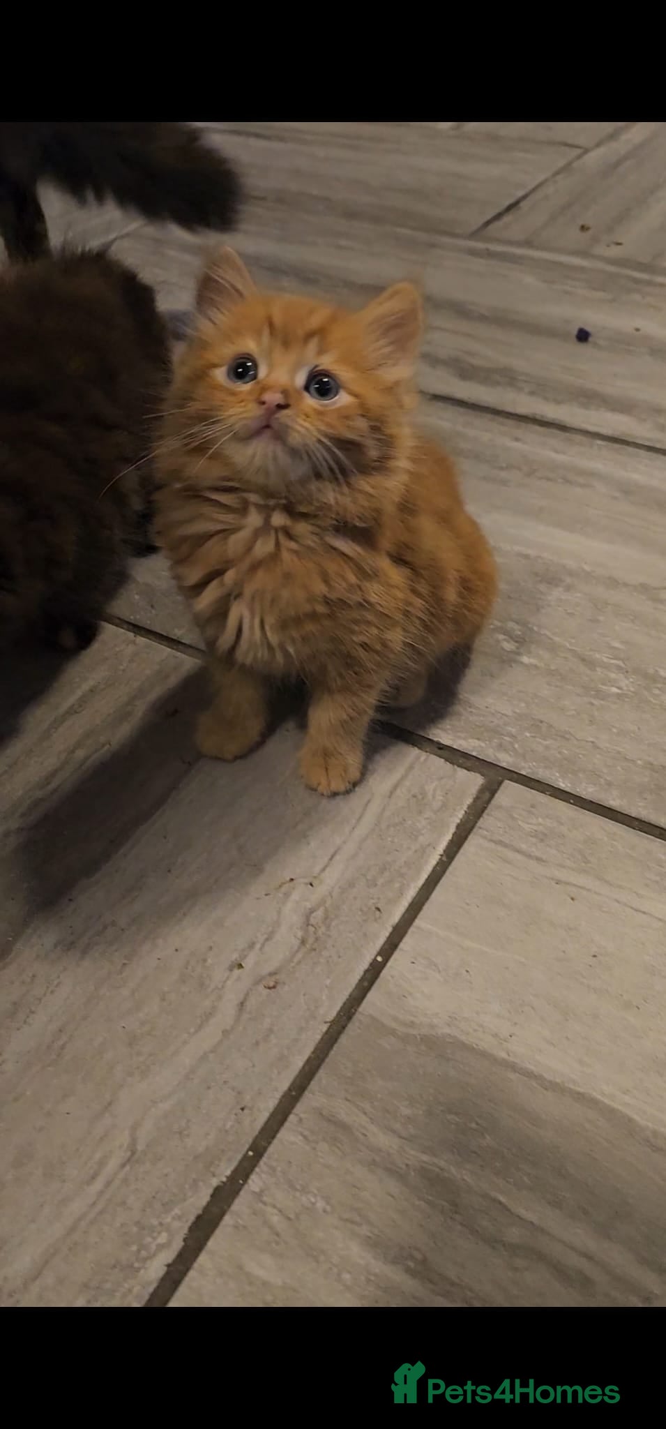 Mixed Breed cats Lovely mixed kittens - Advert 1