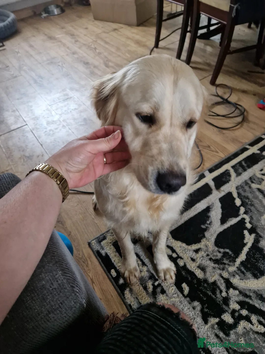 Golden Retriever dogs for sale: Kc Golden Retriver - Advert 5