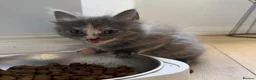 Maine Coon cats for sale:     Stunning Maine Coon x Ragdoll Kittens  - Advert 7