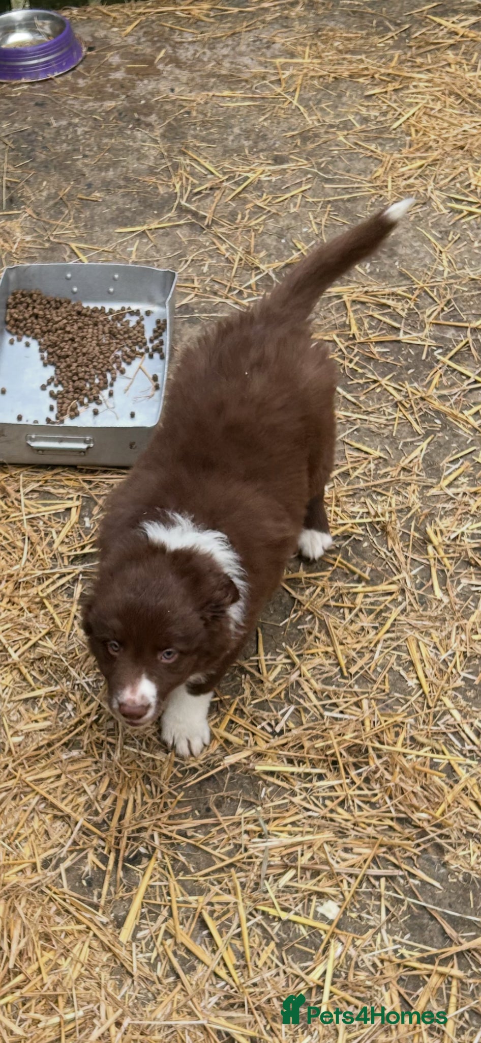 Border Collie dogs Border Collie puppies, ready to leave now  - Advert 6