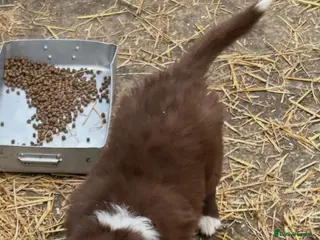 Border Collie dogs Border Collie puppies, ready to leave now - Advert 6