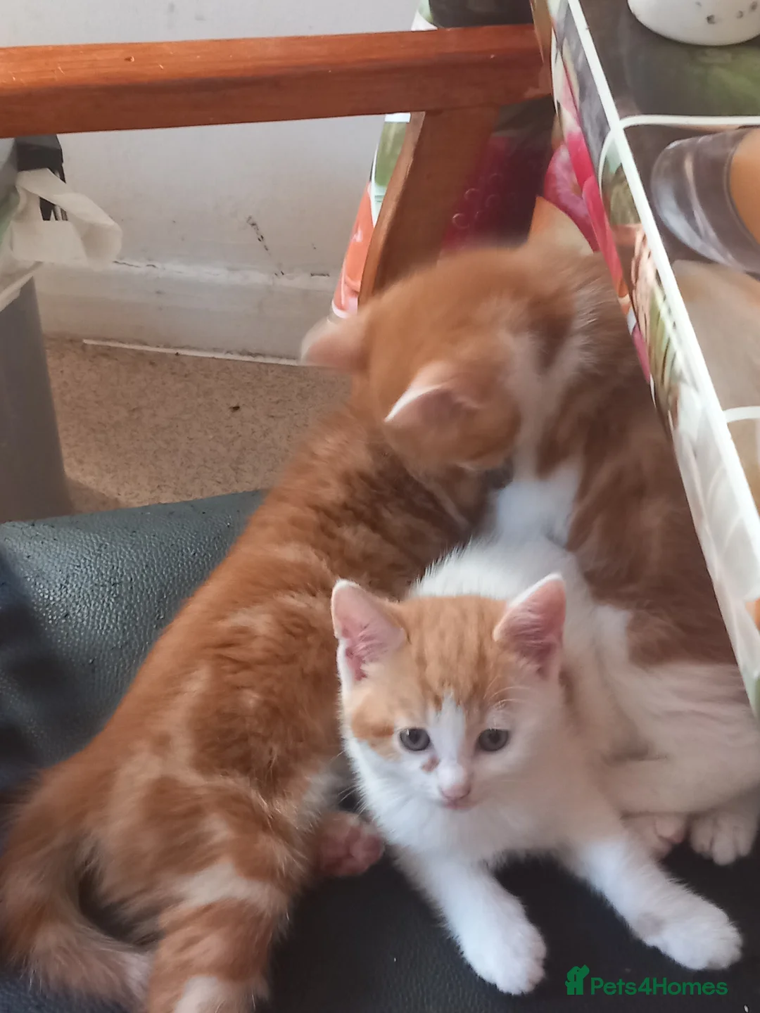 British Shorthair cats for sale: 4 beautiful,  adorable kittens for sale  - Advert 1