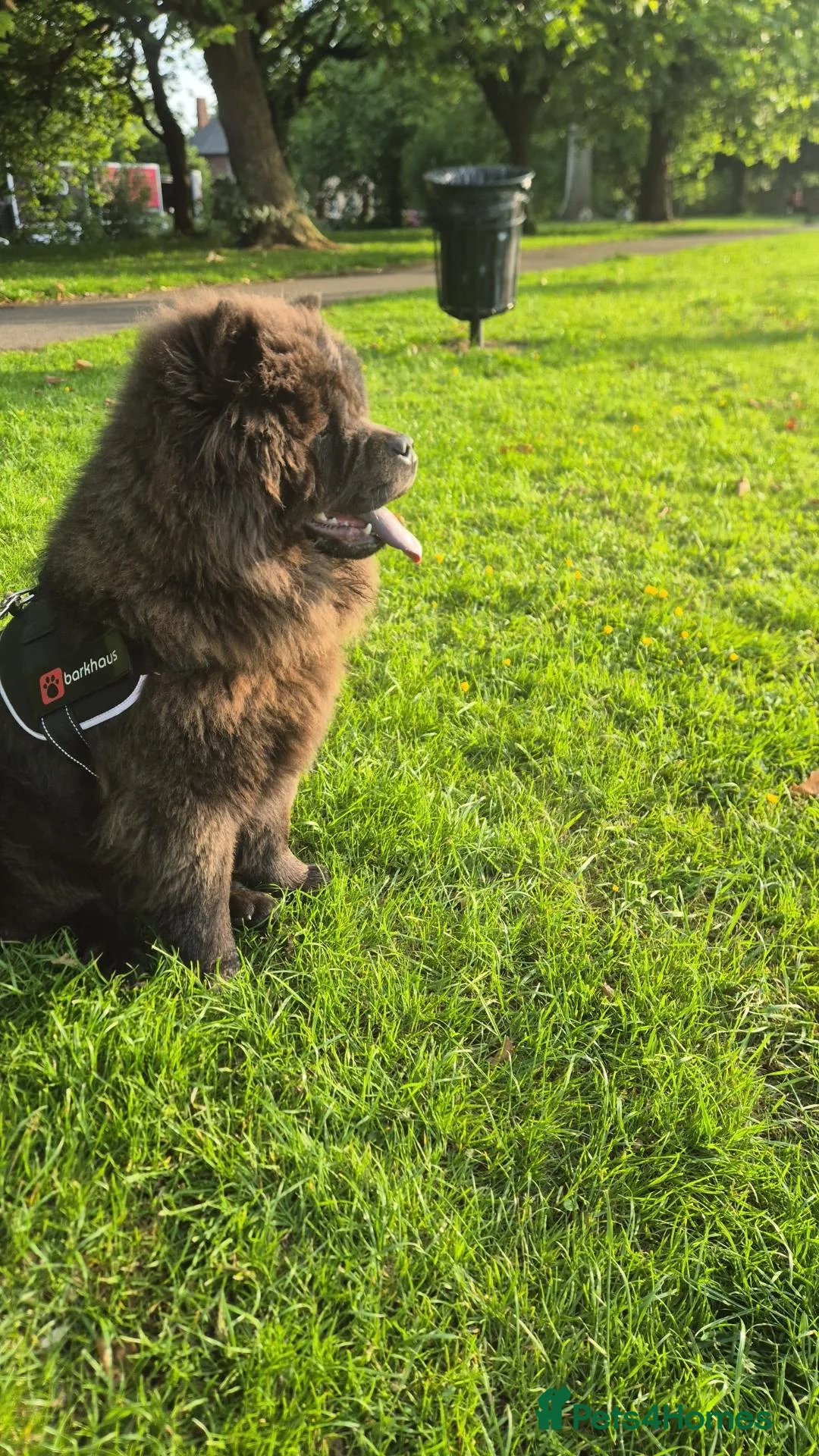 Chow Chow dogs for stud: KC Registered Chow Chow - Advert 2