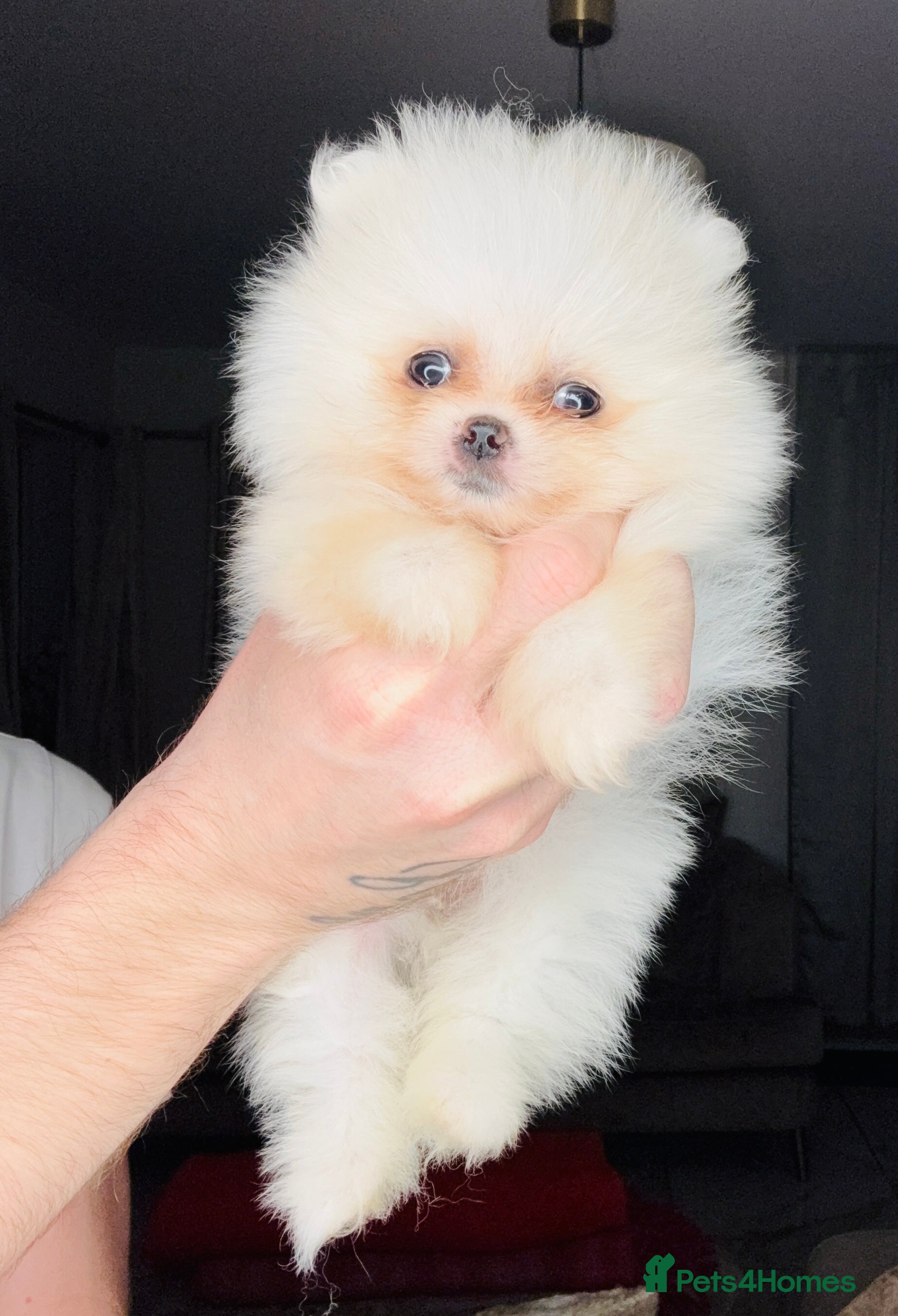 Pomeranian dogs Minature Pomeranians - Advert 10