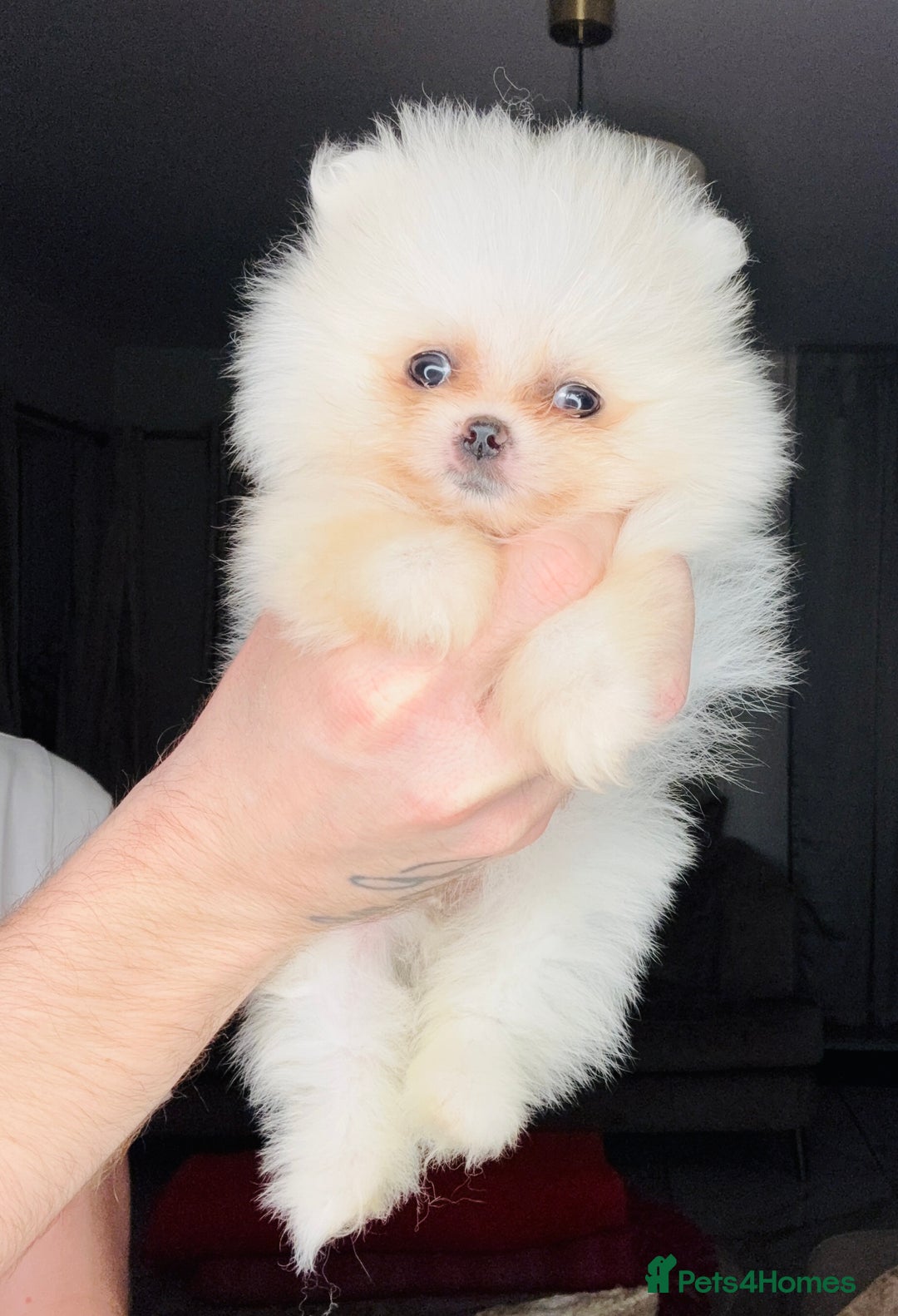 Pomeranian dogs for sale: Minature Pomeranians - Advert 1