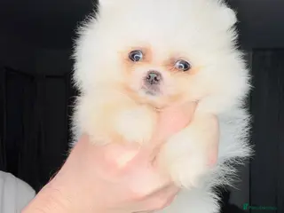 Pomeranian dogs Pomeranians - Advert 7