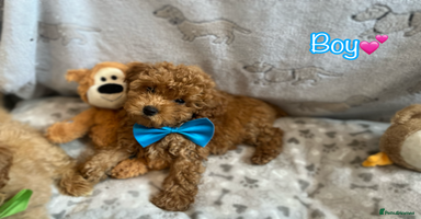 Miniature Poodle dogs - Advert 14