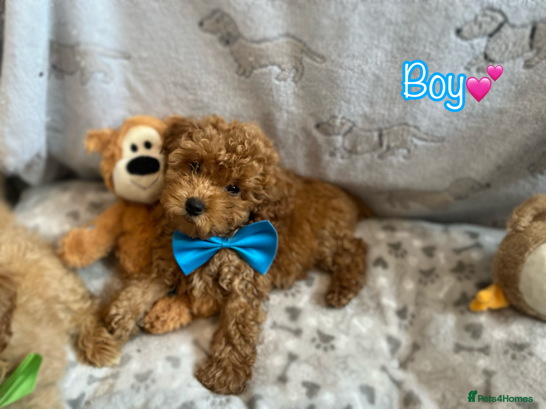 Miniature Poodle dogs for sale: 🐶 Miniature Poodle Puppies! 🐾 - Image 3