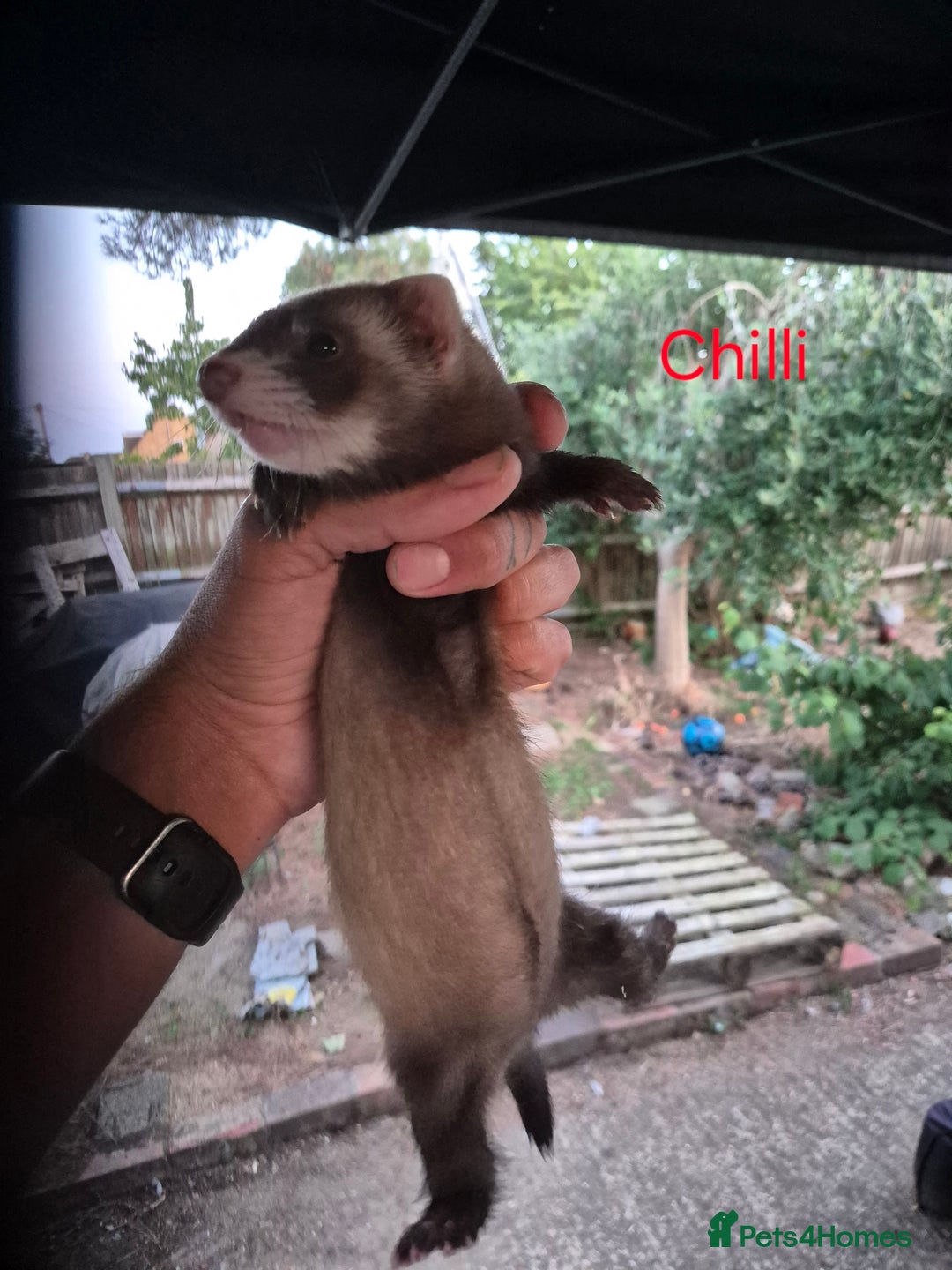 Ferret rodents for sale: Ferret kits for sale  - Image 2