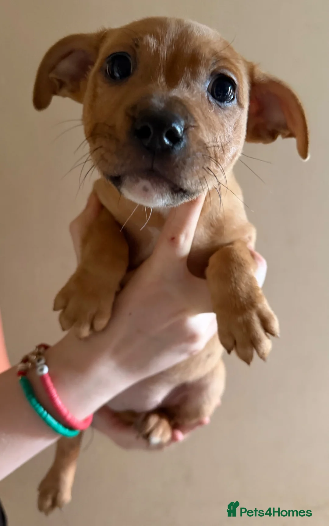 Staffordshire Bull Terrier dogs for sale: Tiny bundles of joy!!! - Advert 2