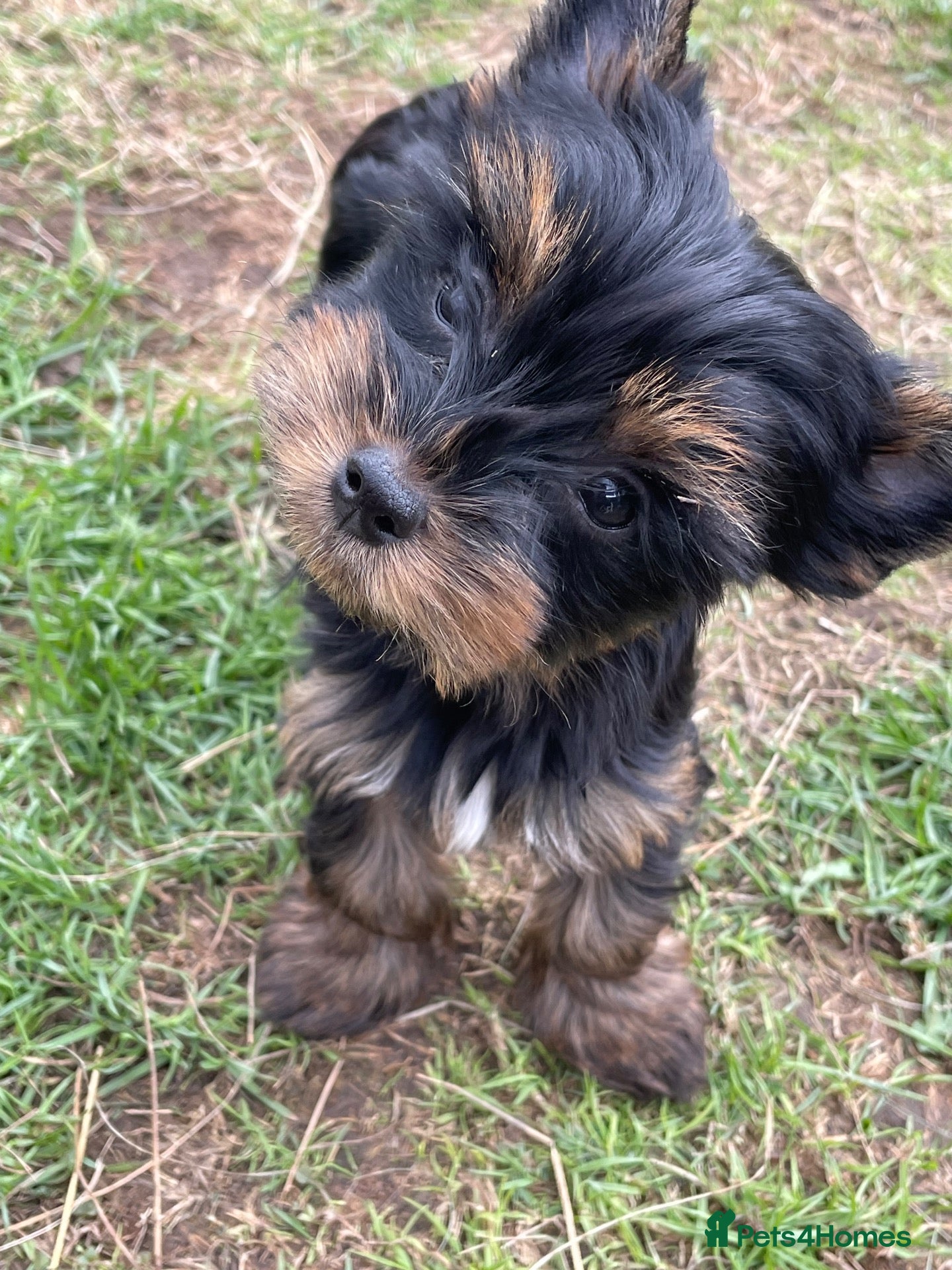 Yorkshire Terrier dogs Gorgeous Yorkshire Terrier Biewer Puppies - Advert 2