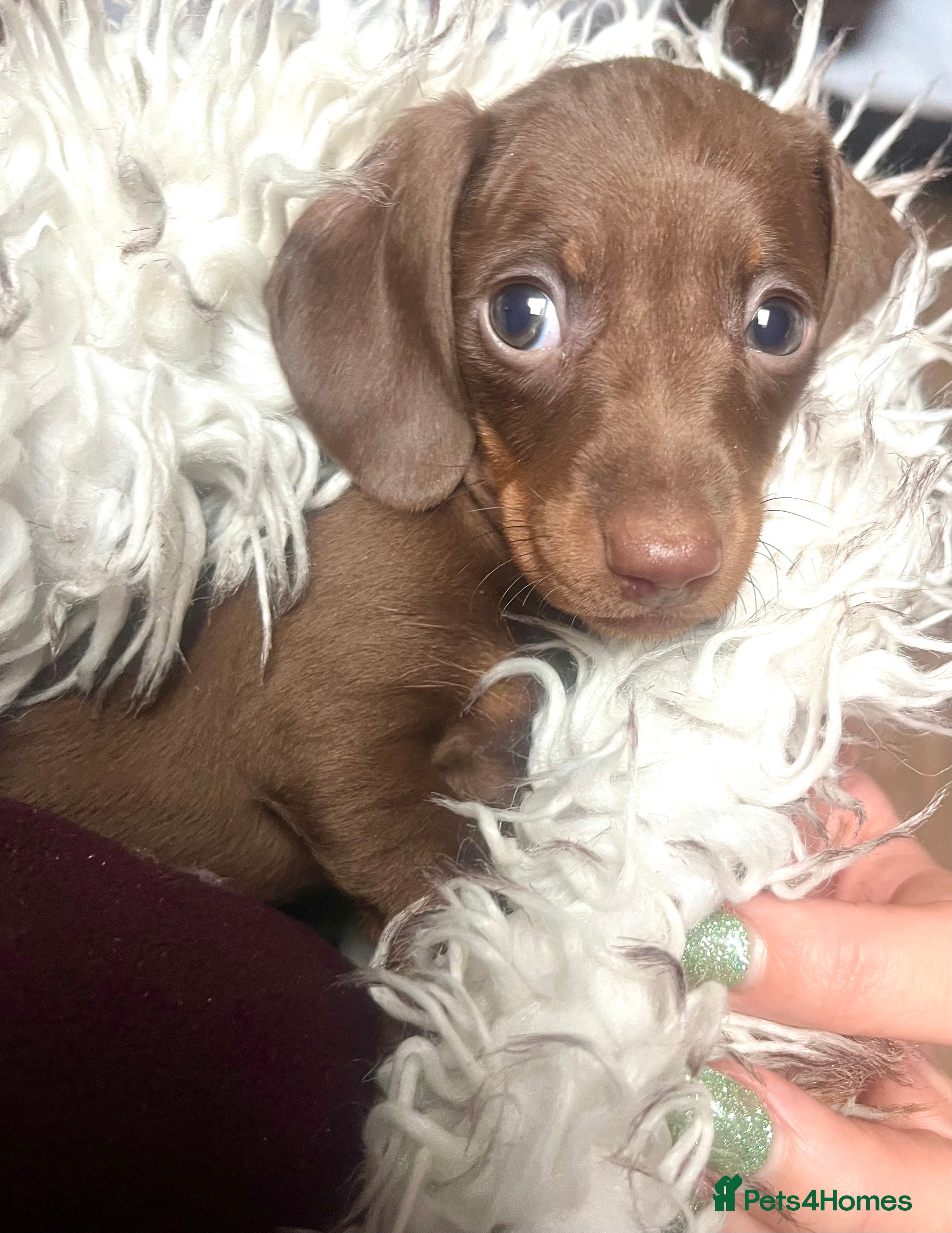Miniature Dachshund dogs RARE KC 2 Isabella+tan boys, 1 chocolate and tan  - Advert 5