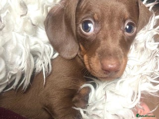 Miniature Dachshund dogs RARE KC 2 Isabella+tan boys, 1 chocolate and tan - Advert 5