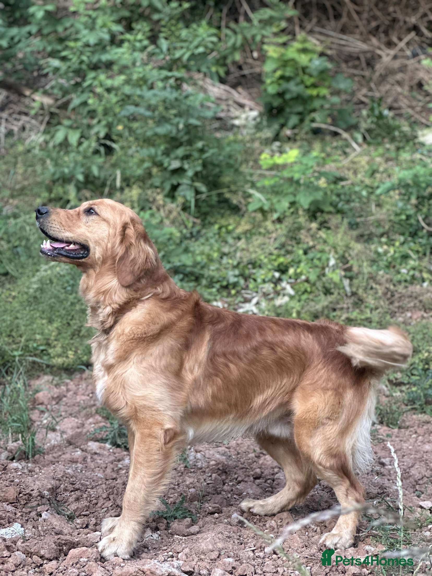 Golden Retriever dogs PROVEN Big Boned KC Golden Retriever Stud - Advert 1