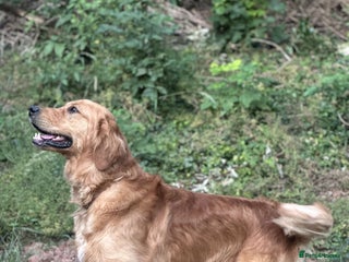 Golden Retriever dogs - Advert 19