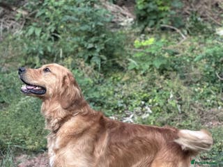 Golden Retriever dogs PROVEN Big Boned KC Golden Retriever Stud - Advert 1