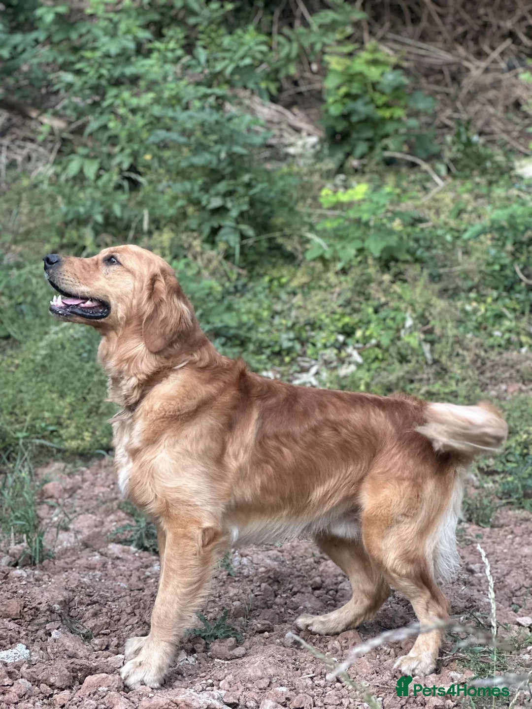 Golden Retriever dogs for stud: PROVEN Big Boned KC Golden Retriever Stud - Advert 1