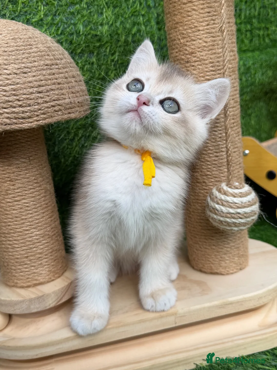 British Shorthair cats for sale: British Sh/Longhair golden kittens GCCF  - Advert 22
