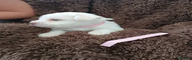 Miniature Schnauzer 7 pink