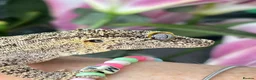 Gecko reptiles for sale: Gargoyle gecko - Advert 7