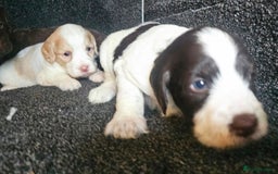 Cockapoo dogs for sale: Cockerpoo puppies F1  - Image 9