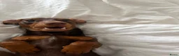 Miniature Dachshund dogs for sale: Murphy  in Plymouth - Advert 6