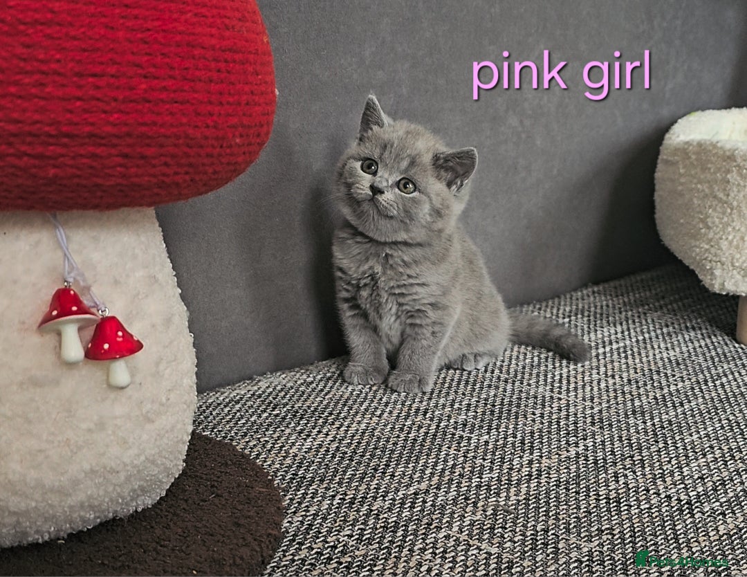 British Shorthair cats for sale: British Shorthair (last girl left) - Image 4
