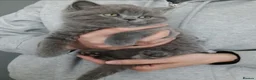 British Shorthair cats for sale: Beautiful British Shorthair Kittens for Sale - Advert 4