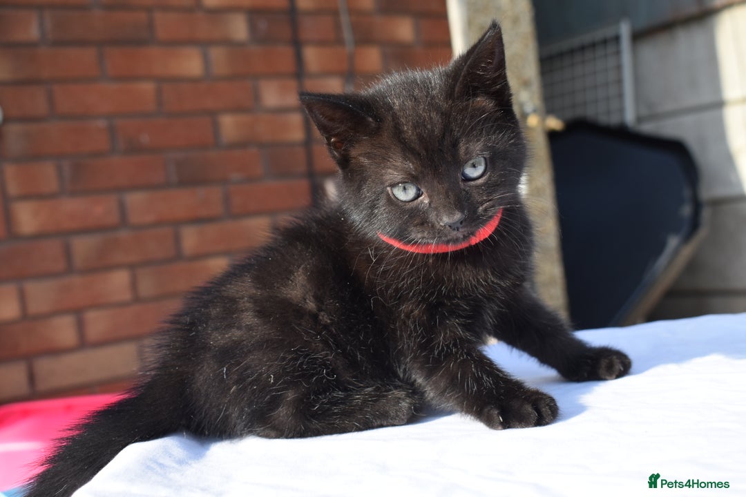 Mixed Breed cats for sale: 5 Mixed Kittens Ready In 2 Weeks - Image 9