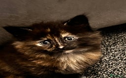 Mixed Breed cats for sale: Beautiful Kittens Looking for a Loving Home - Image 6
