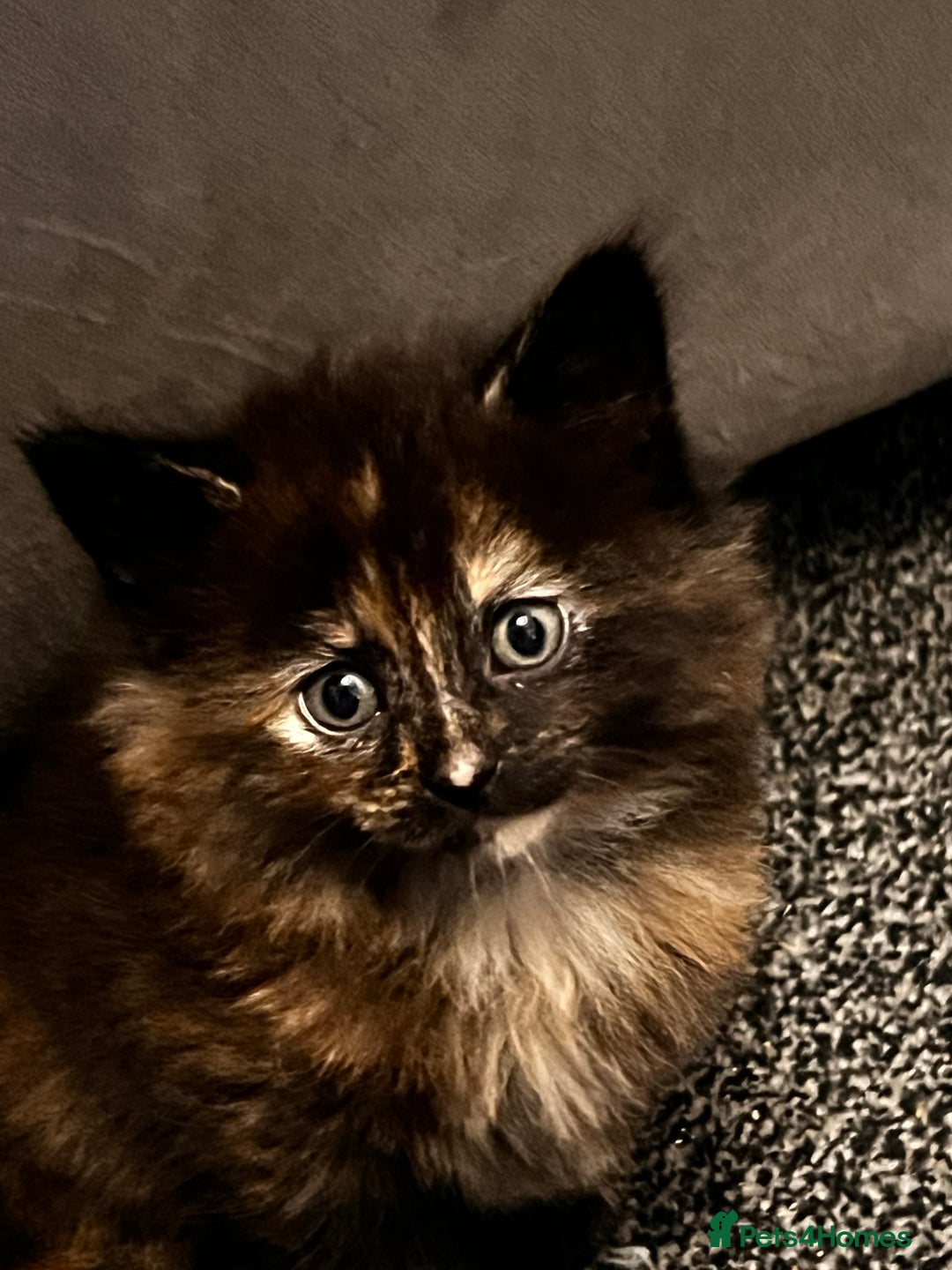 Mixed Breed cats for sale: Beautiful Kittens Looking for a Loving Home - Image 6