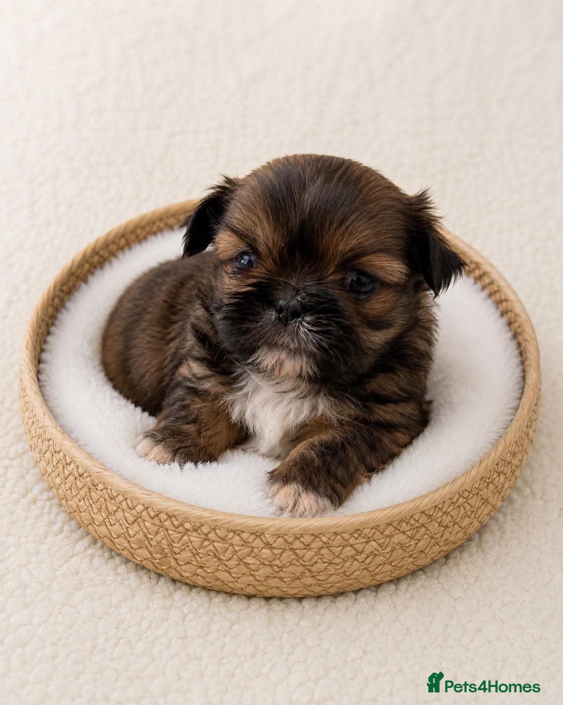 Shih Tzu dogs Stunning litter colours 😍 Imperial Shihzu babies  - Advert 2