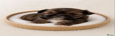 Shih Tzu 5
