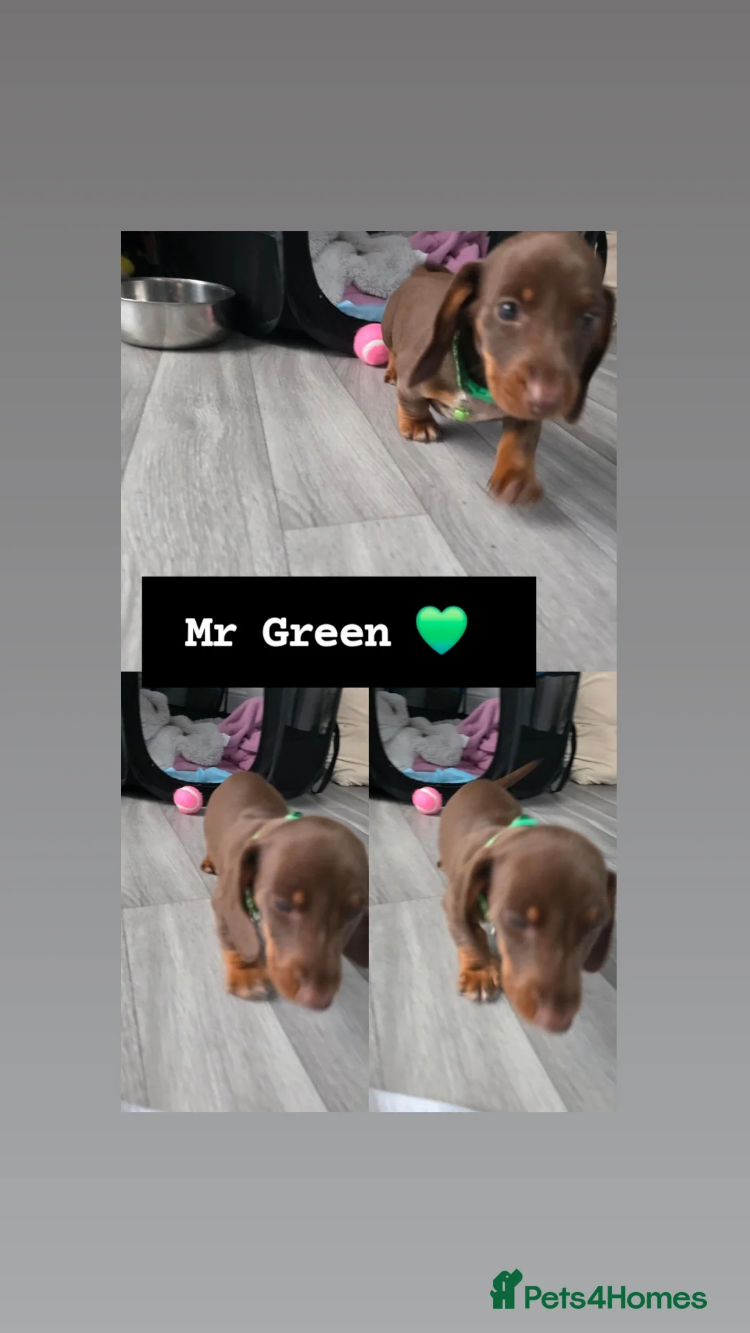 Miniature Dachshund dogs for sale: Miniature dachshund boy available  - Image 5