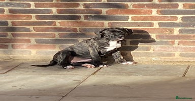 Mixed Breed dogs - Advert 13