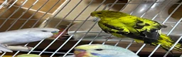 Budgerigars birds for sale: Budgies  - Advert 5