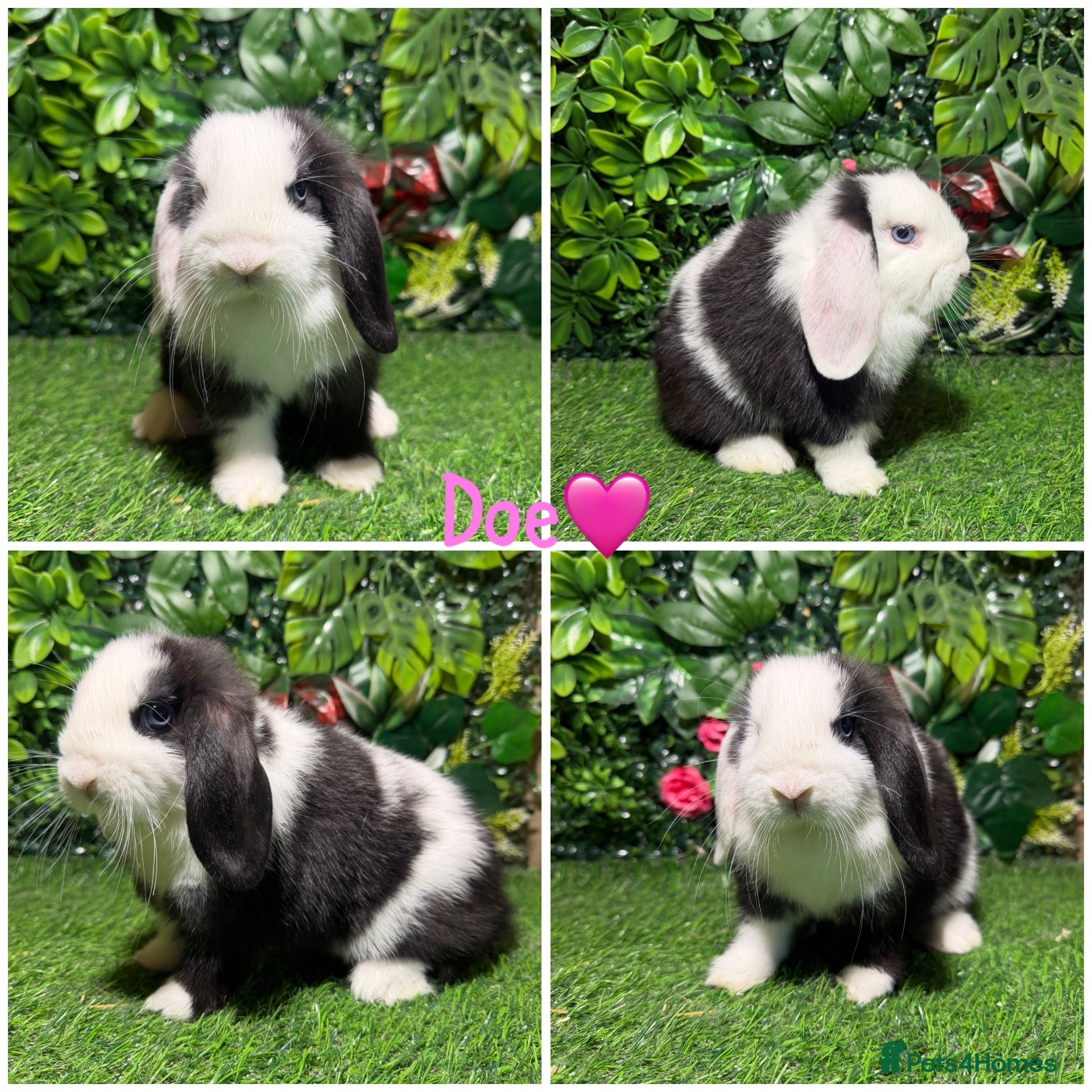 Mini Lop rabbits Pure breed mini lop male and female  - Advert 2