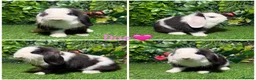 Mini Lop rabbits for sale: Pure breed mini lop male and female  - Advert 2